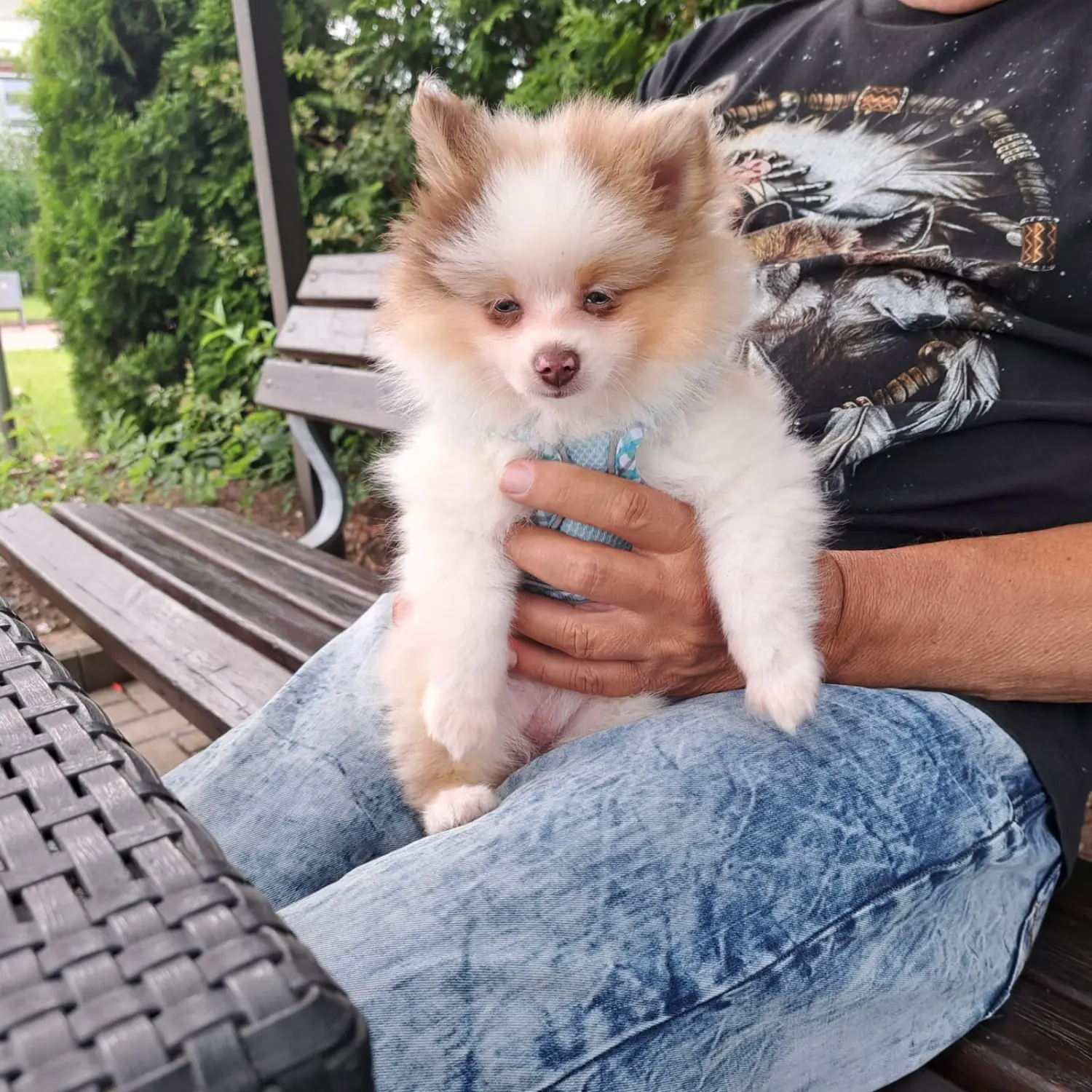 Pomeranianzucht - Hunderasse - Person hält Hund