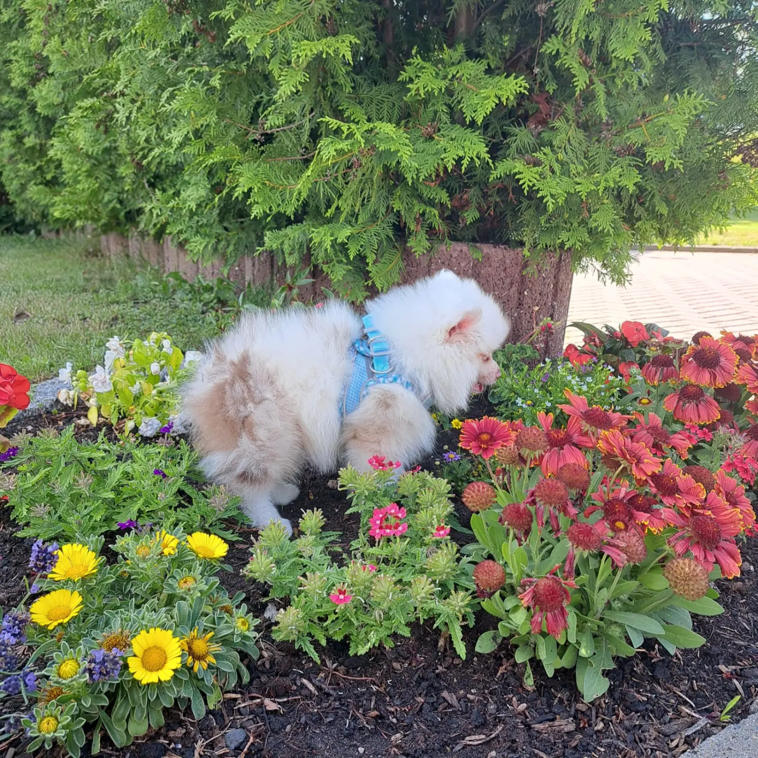 Pomeranianzucht - Hunderasse 