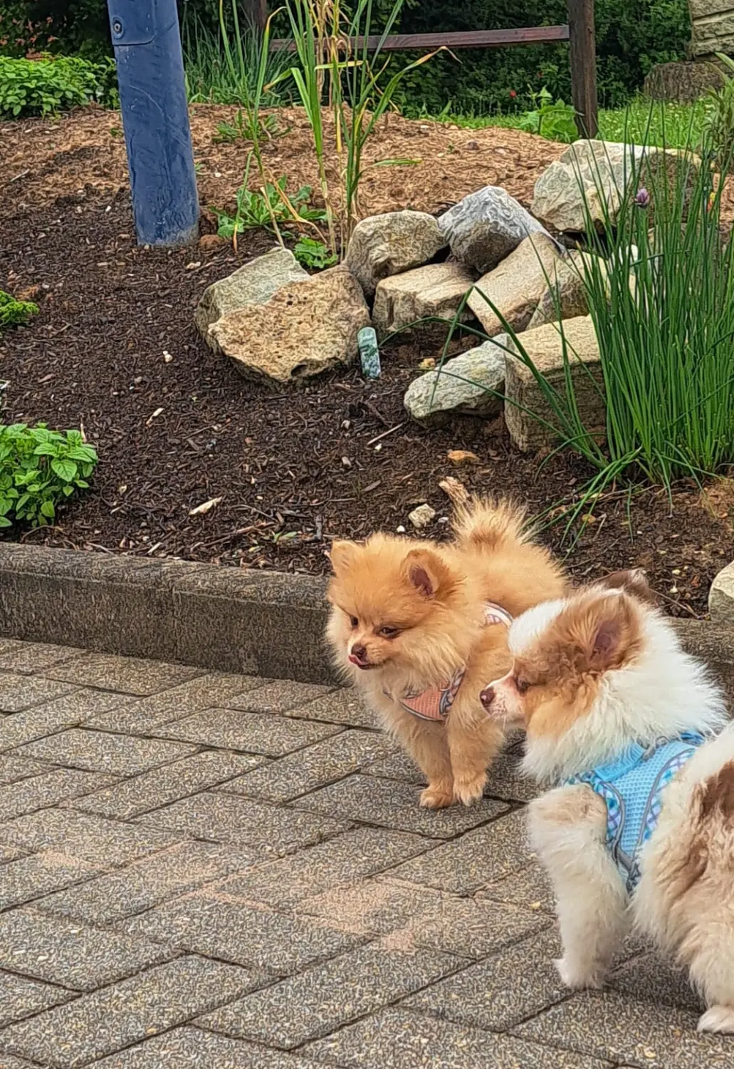 Pomeranianzucht - Hunderasse - Hunde