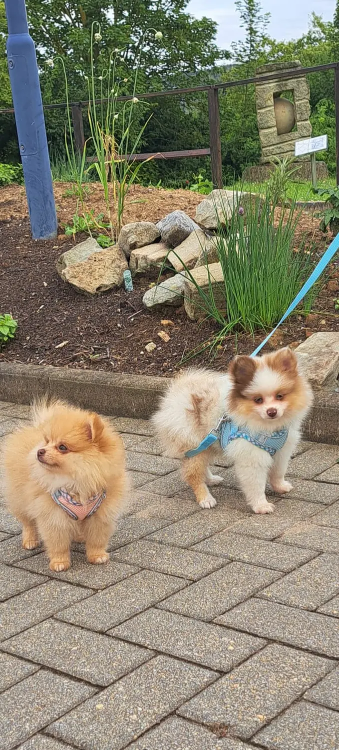 Pomeranianzucht - Hunderasse - Hunde