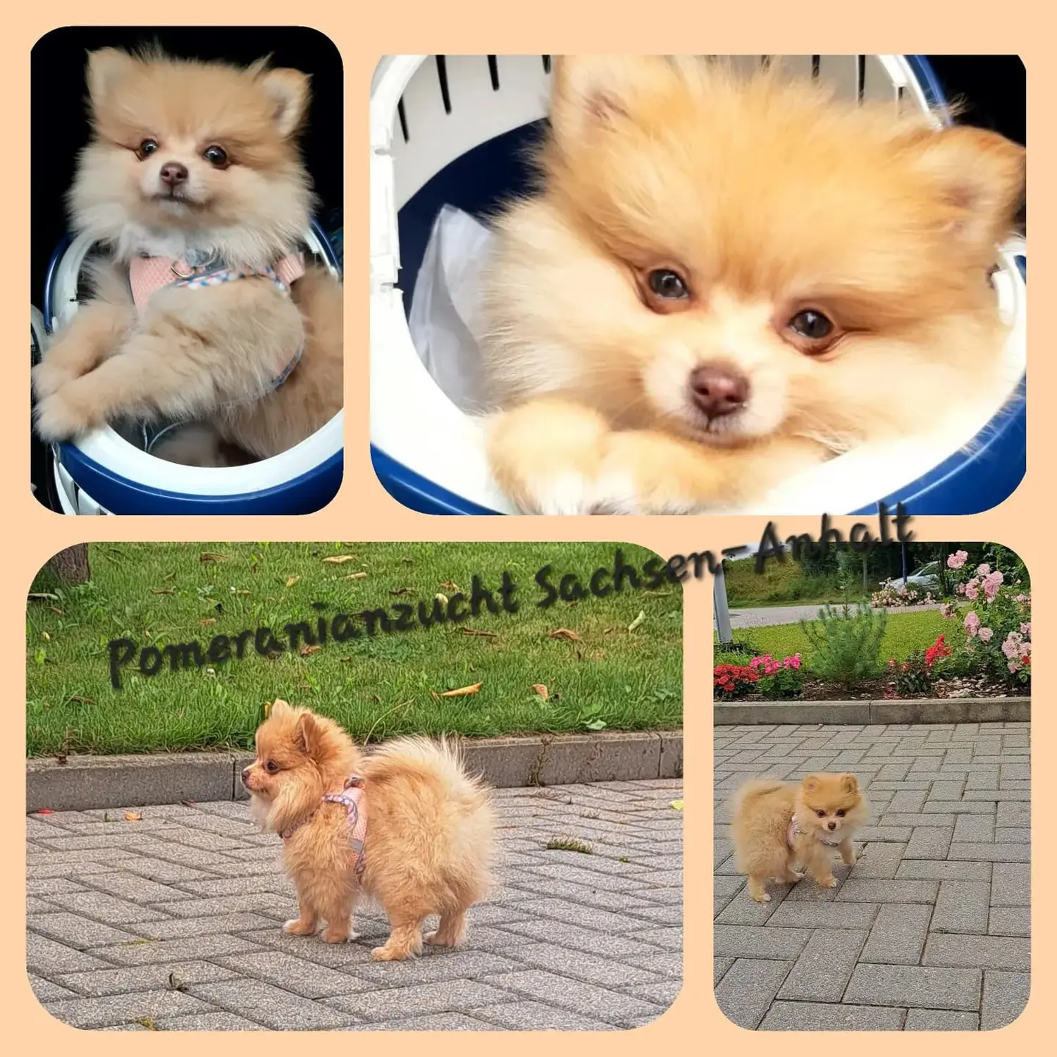 Pomeranianzucht - Hunderasse - Hunde