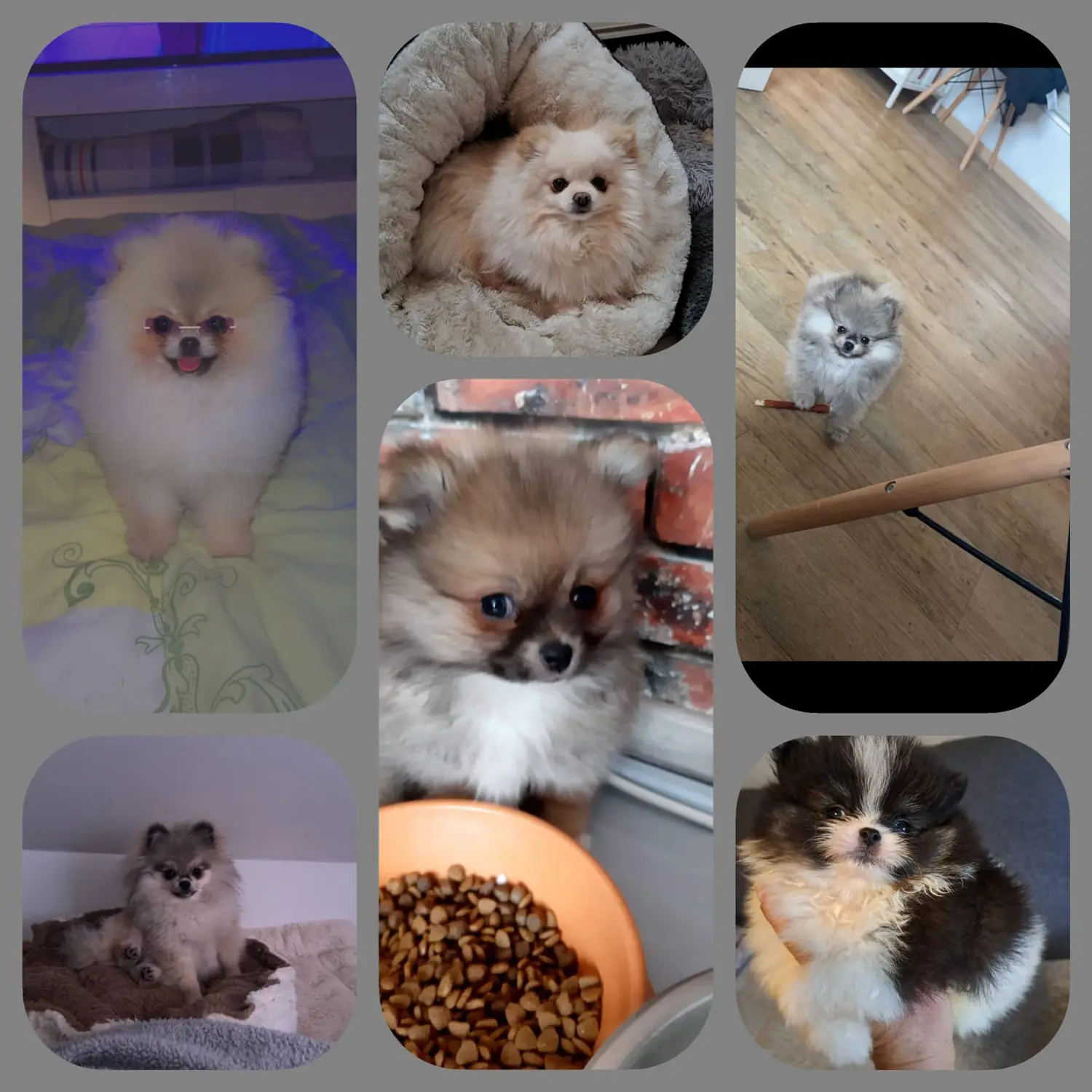 Pomeranianzucht - Hunderasse - Welpen 2023