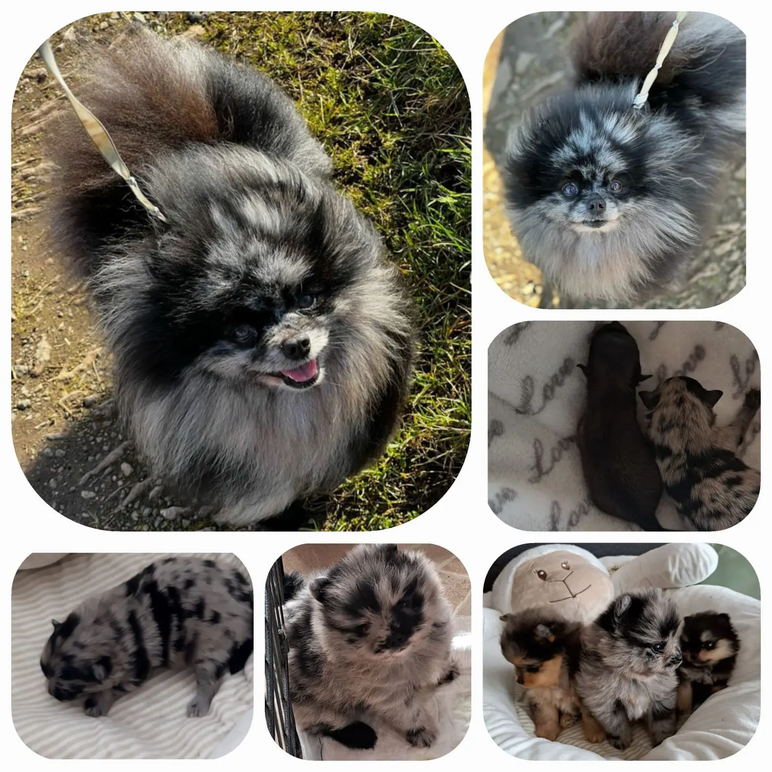 Pomeranianzucht - Hunderasse - Welpen 2023