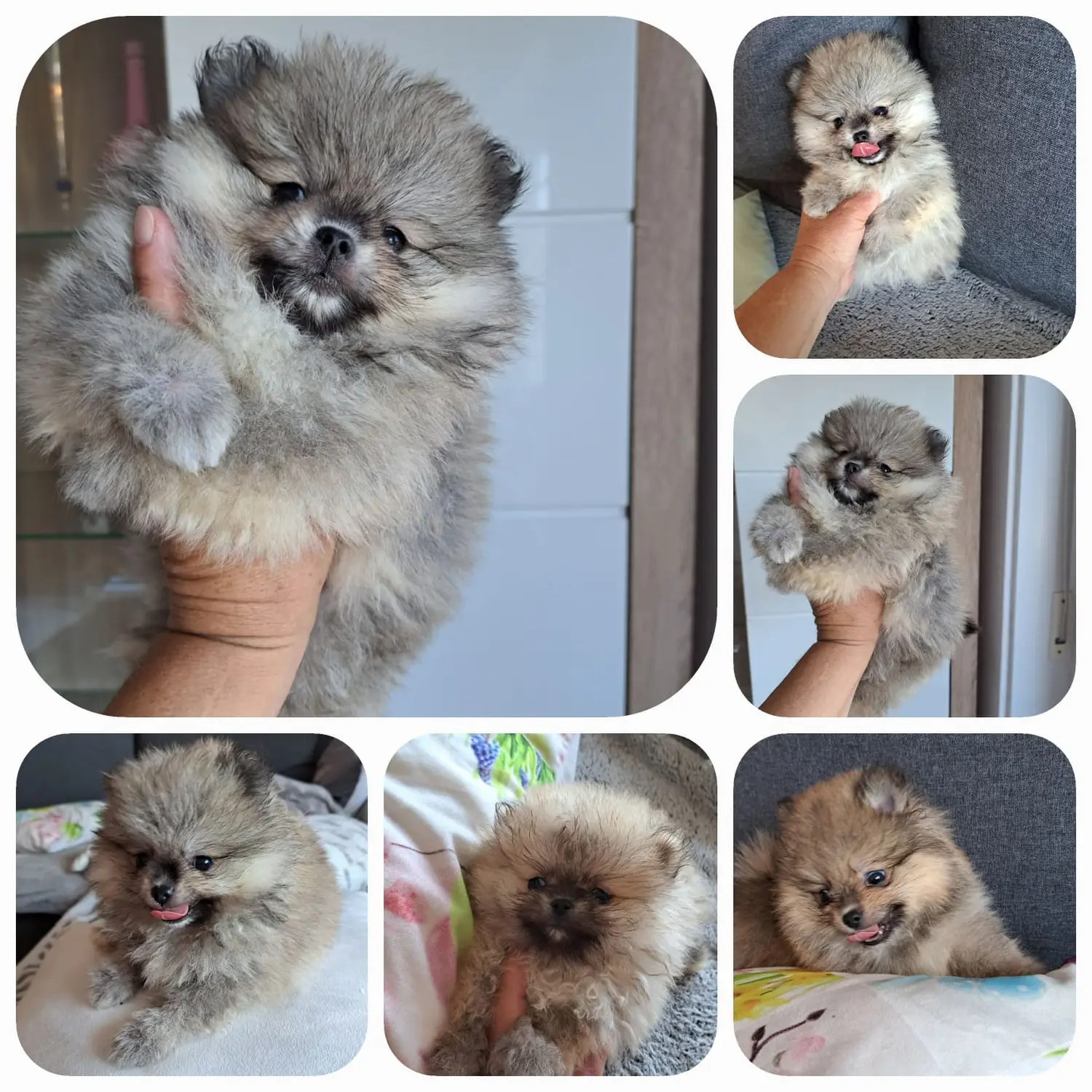 Pomeranianzucht - Hunderasse - Welpen 2023