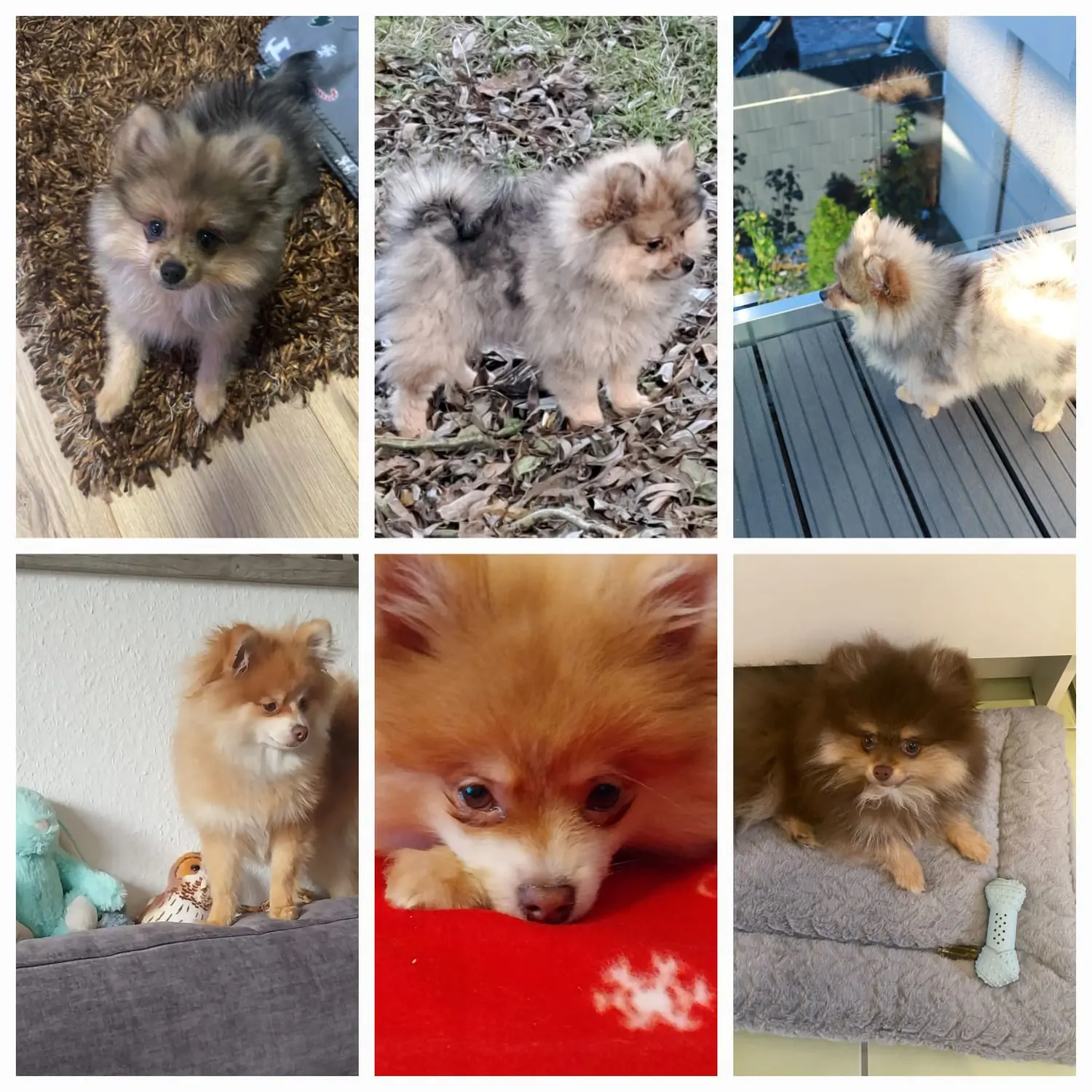 Pomeranianzucht - Hunderasse - Welpen 2023