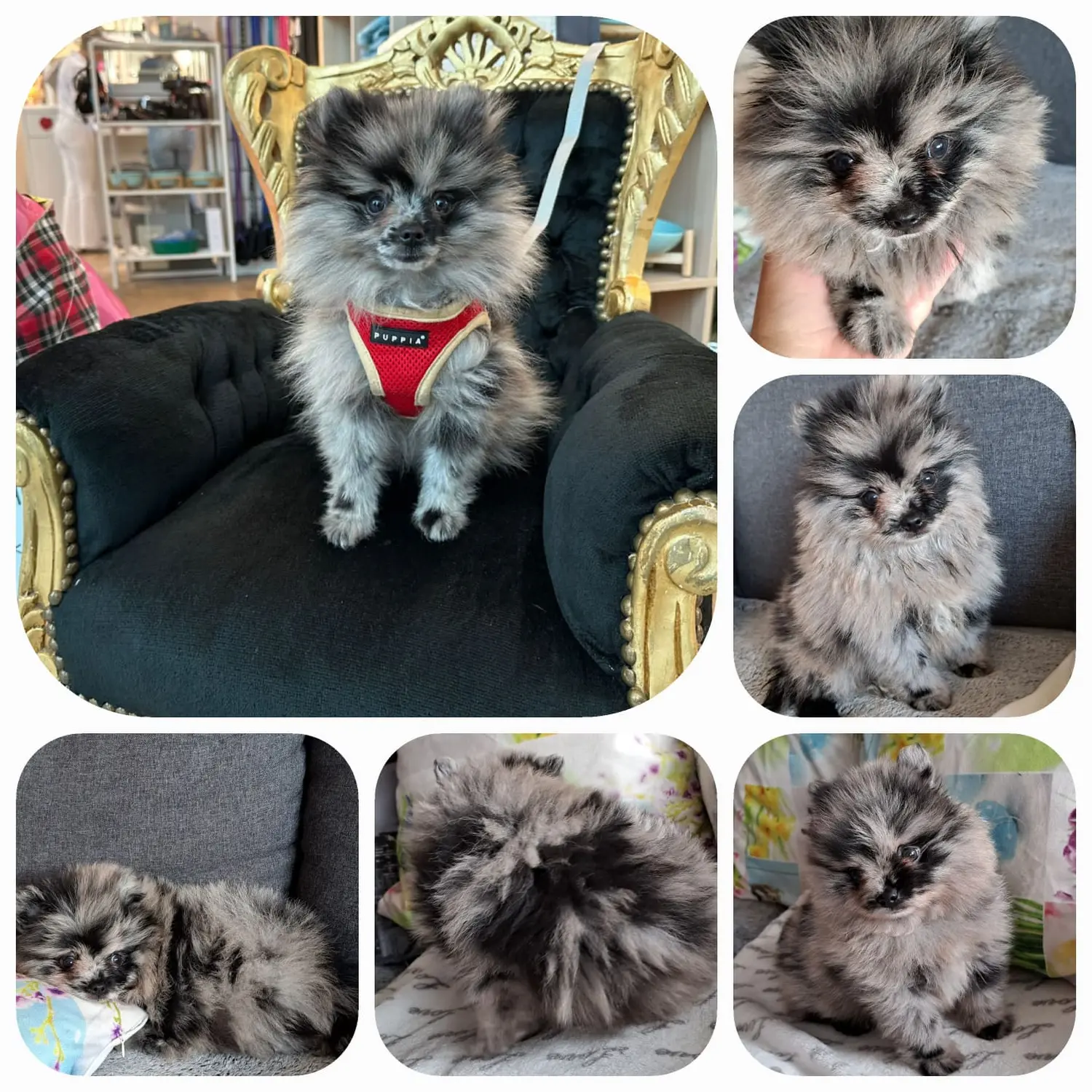 Pomeranianzucht - Hunderasse - Welpen 2023