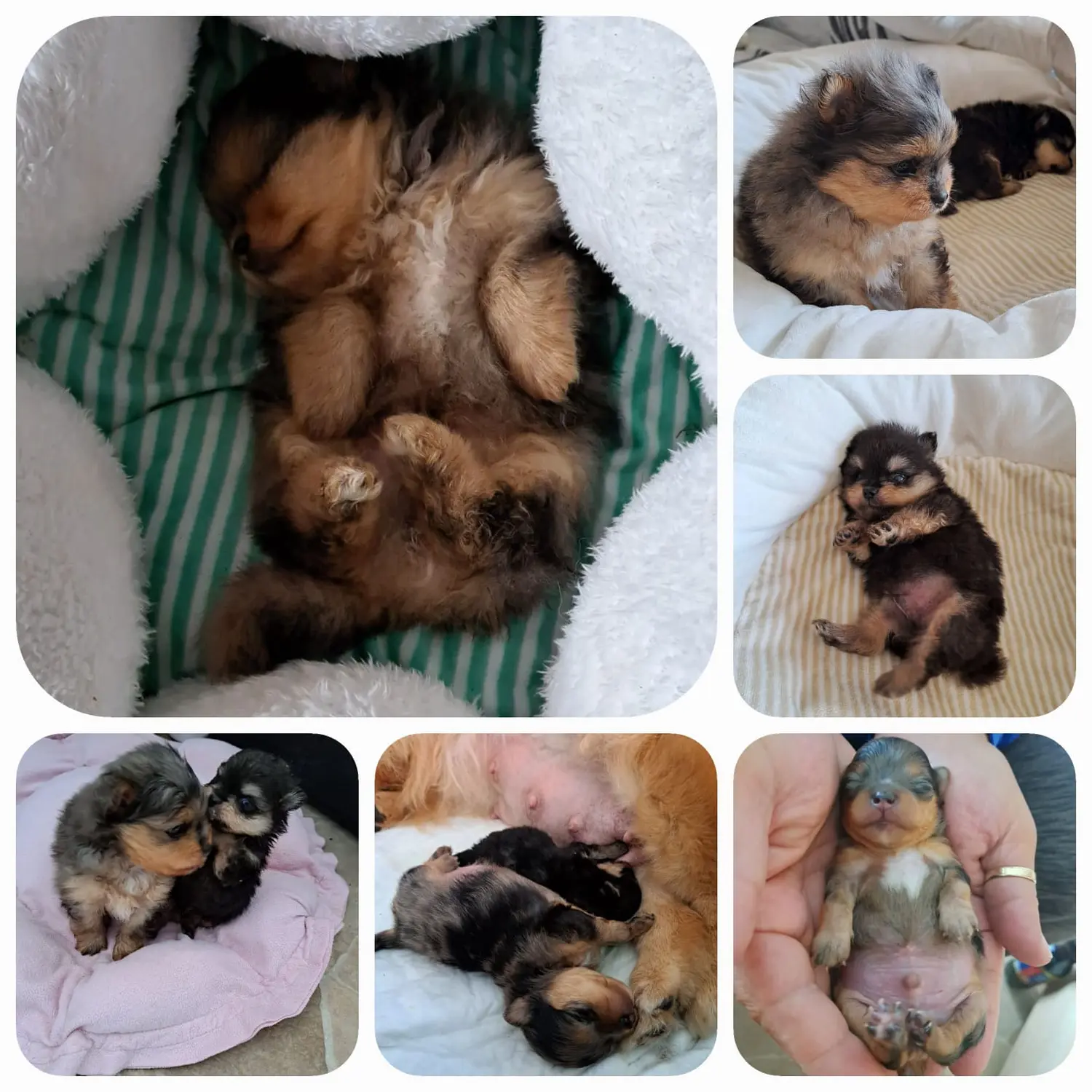 Pomeranianzucht - Hunderasse - Welpen 2023