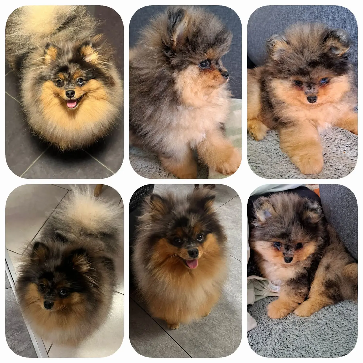 Pomeranianzucht - Hunderasse - Welpen 2023