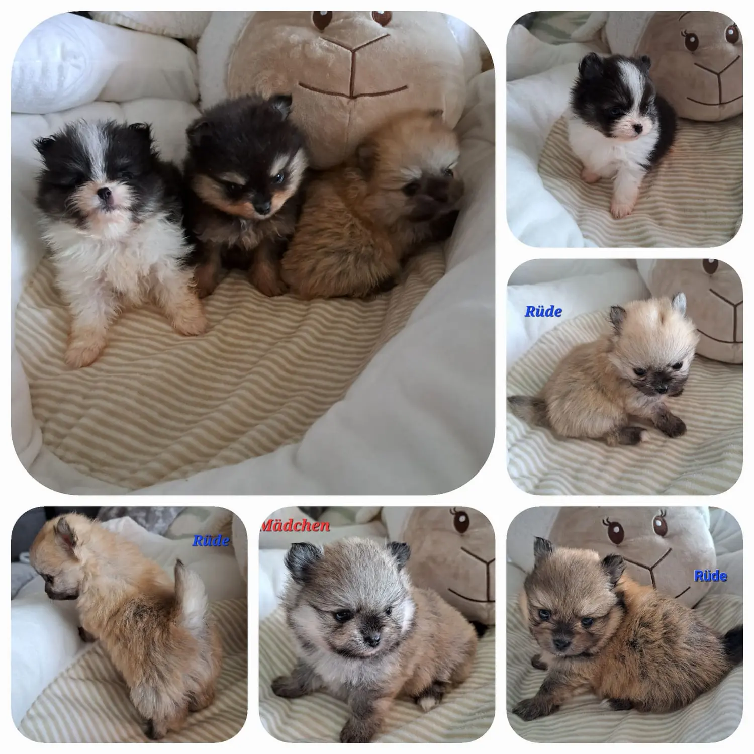 Pomeranianzucht - Hunderasse - Welpen 2023