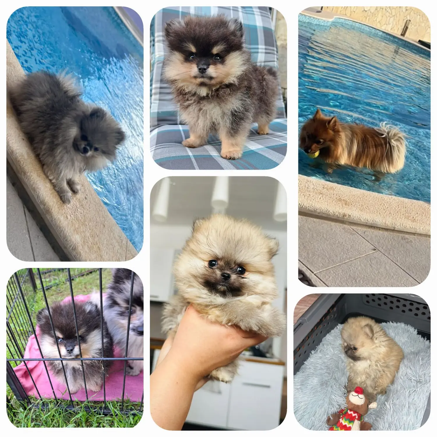 Pomeranianzucht - Hunderasse - Welpen 2023