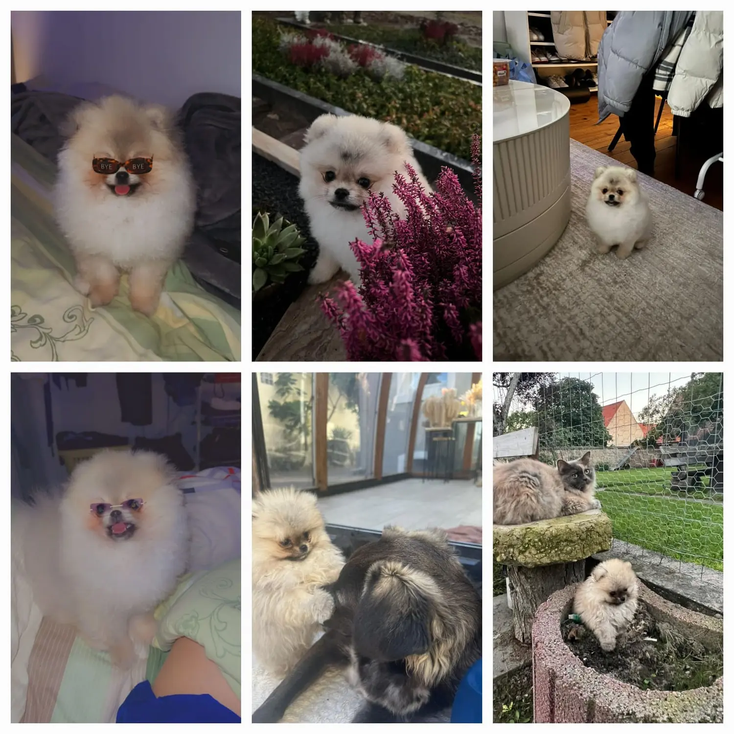 Pomeranianzucht - Hunderasse - Welpen 2023