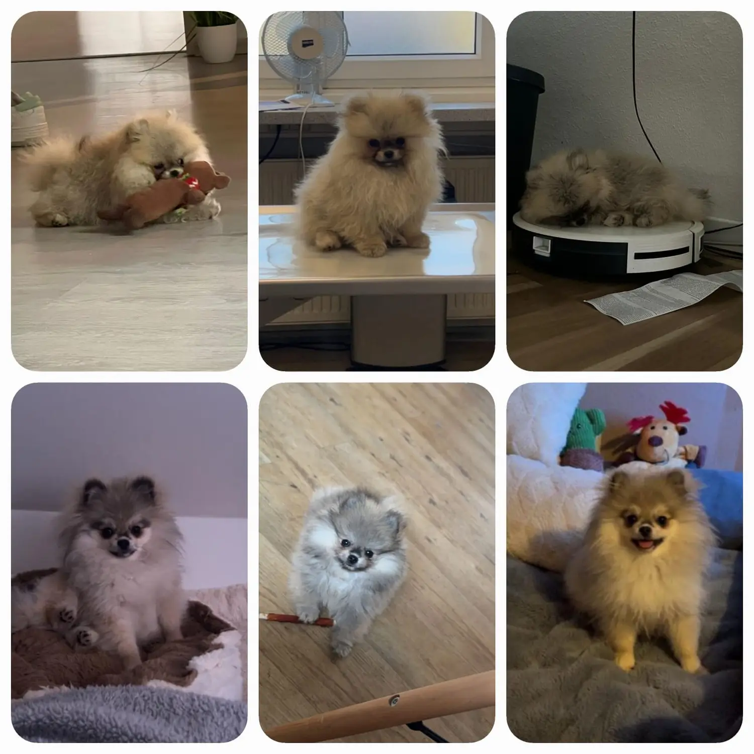 Pomeranianzucht - Hunderasse - Welpen 2023