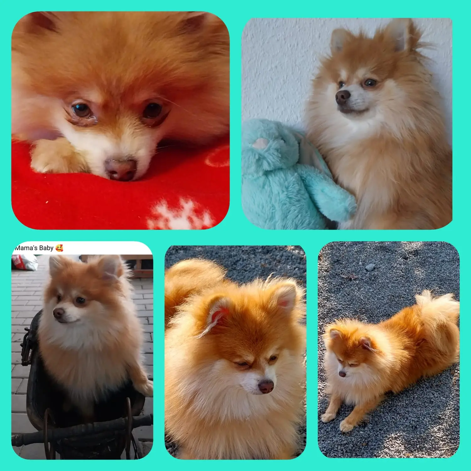 Pomeranianzucht - Hunderasse - Welpen 2023