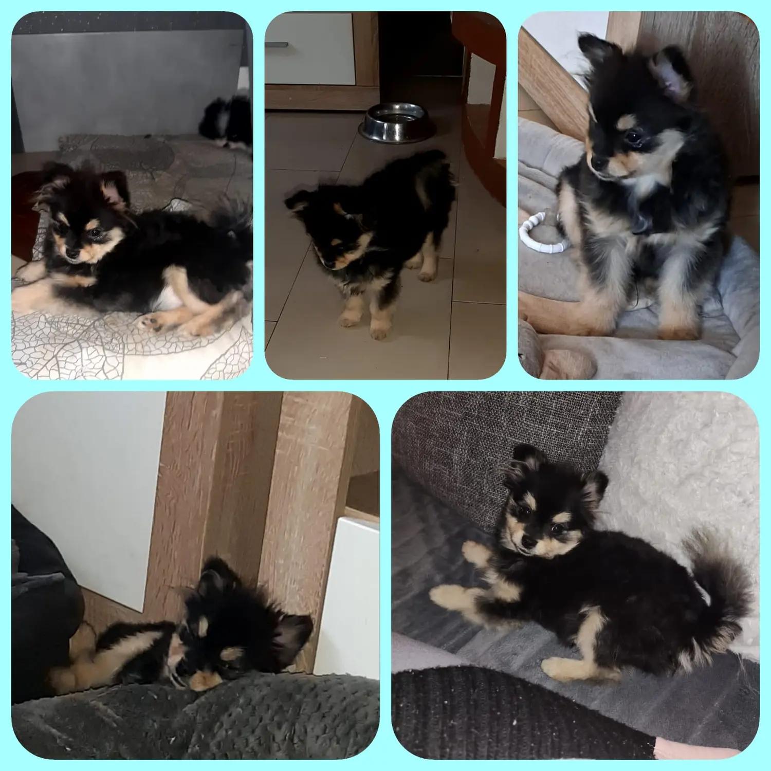 Pomeranianzucht - Hunderasse - Welpen 2023