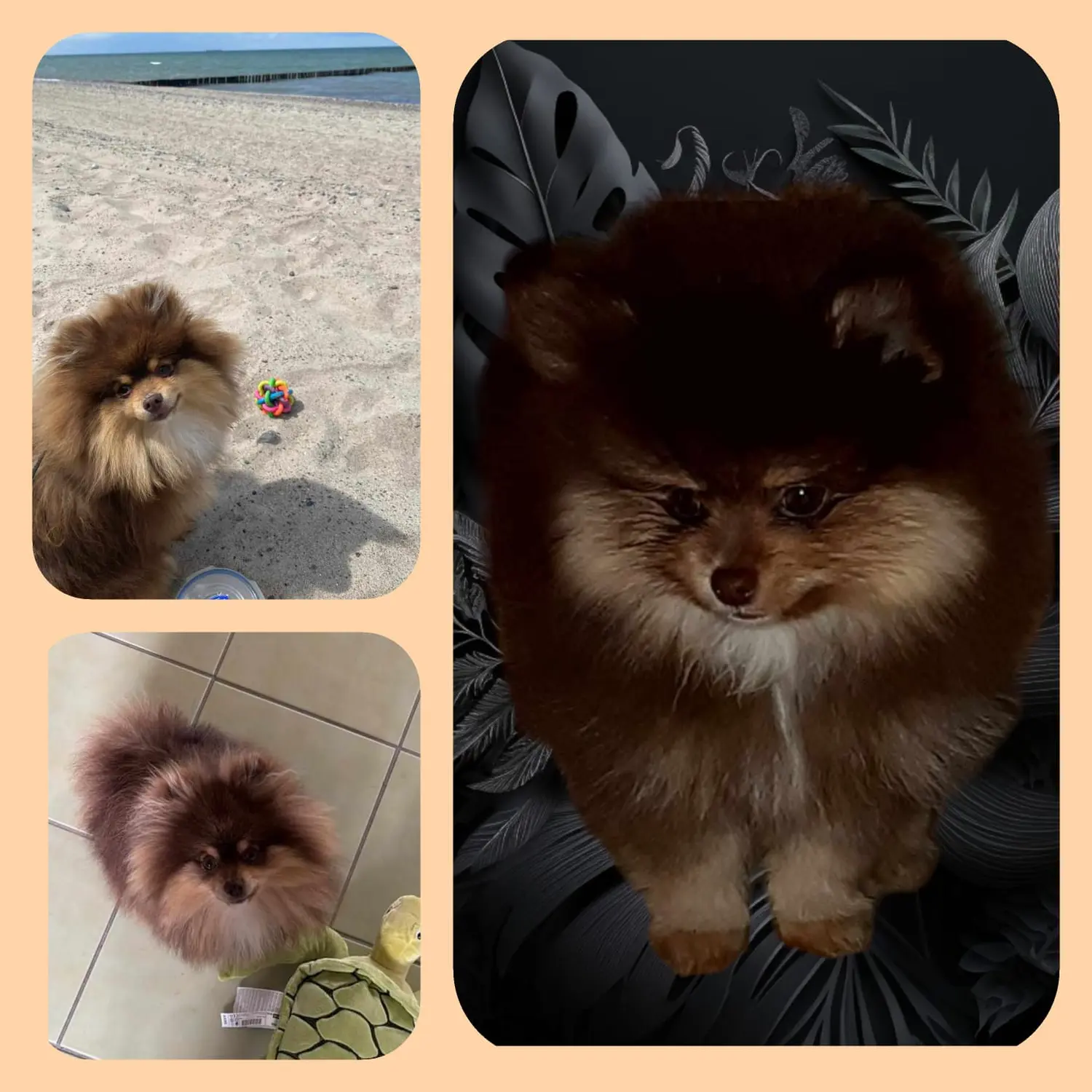 Pomeranianzucht - Hunderasse - Welpen 2023