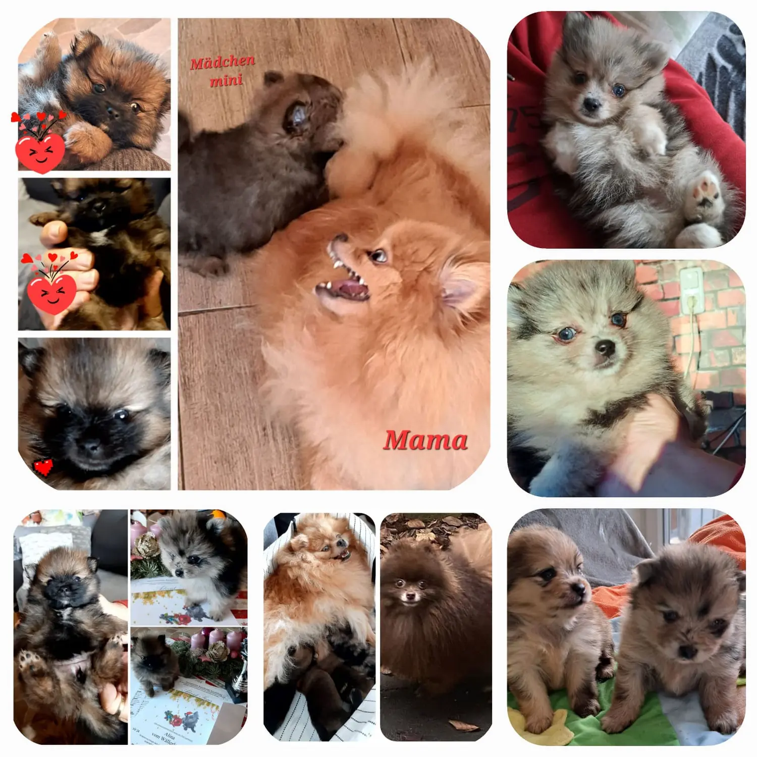 Pomeranianzucht - Hunderasse - Welpen 2022