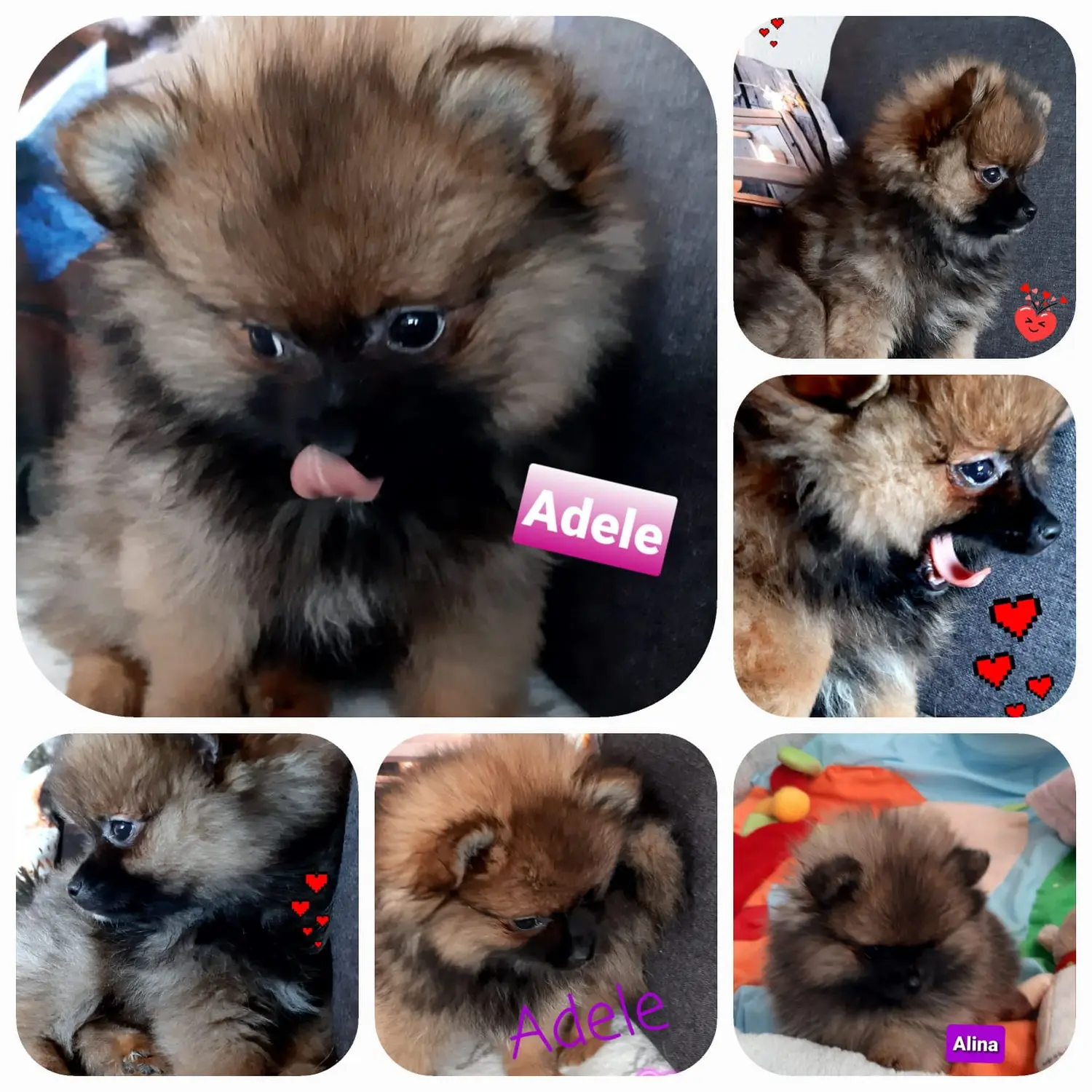 Pomeranianzucht - Hunderasse - Welpen 2022