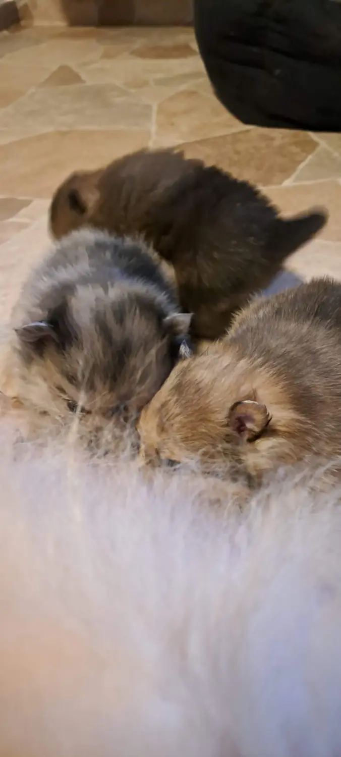 Pomeranianzucht - Hunderasse - Welpen 2022