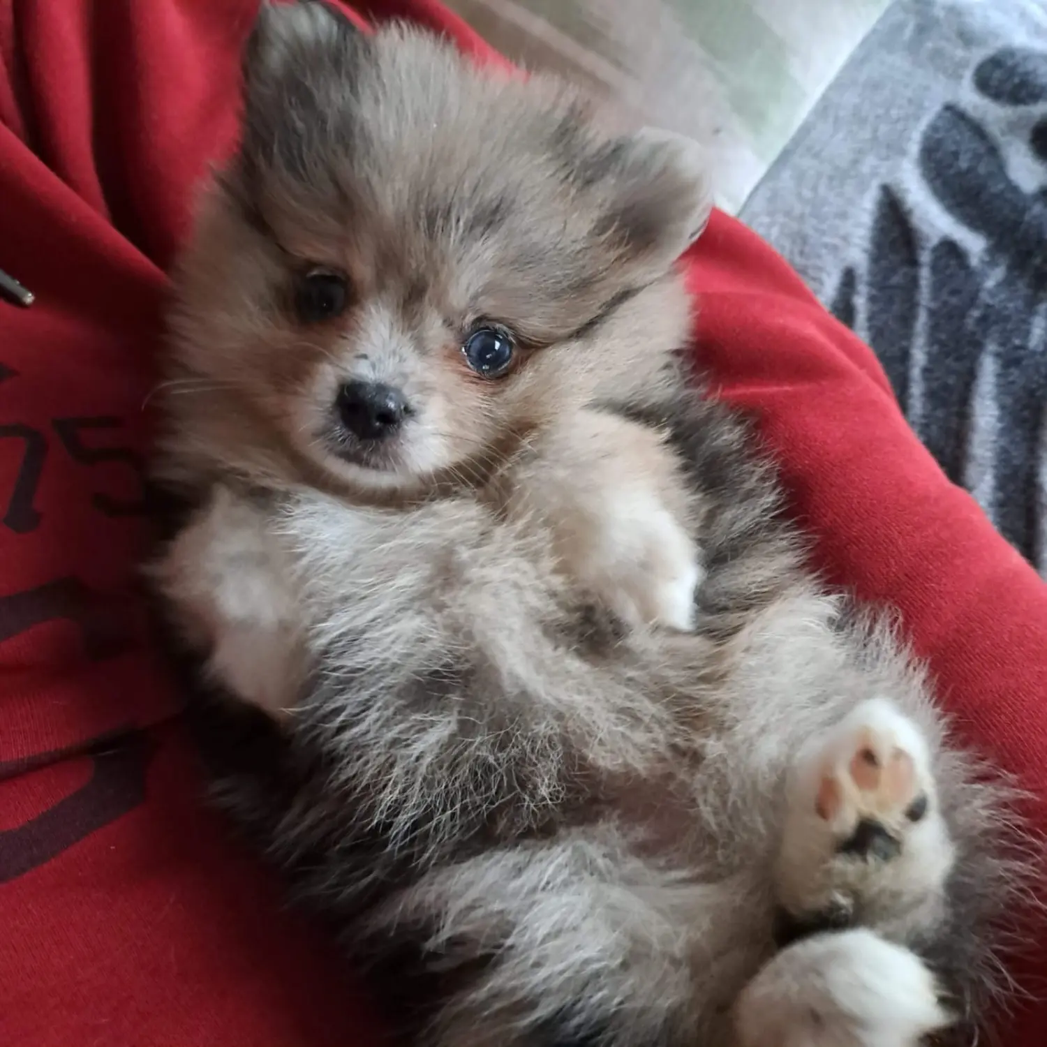 Pomeranianzucht - Hunderasse - Welpen 2022