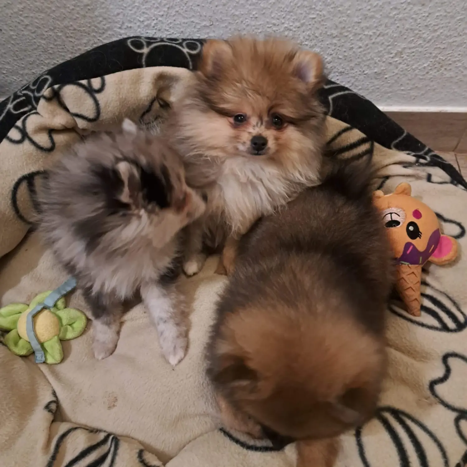 Pomeranianzucht - Hunderasse - Welpen 2022