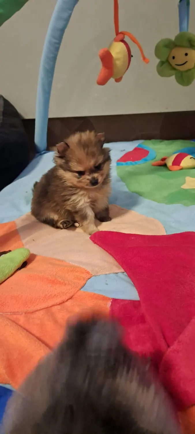 Pomeranianzucht - Hunderasse - Welpen 2022