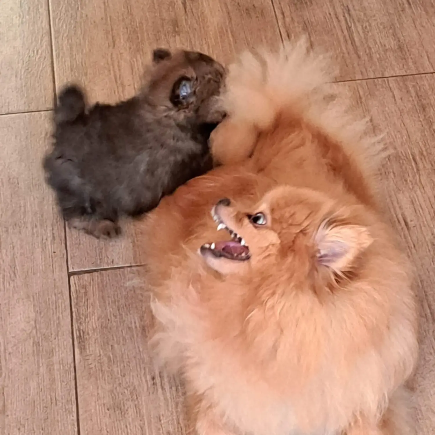 Pomeranianzucht - Hunderasse - Welpen 2022