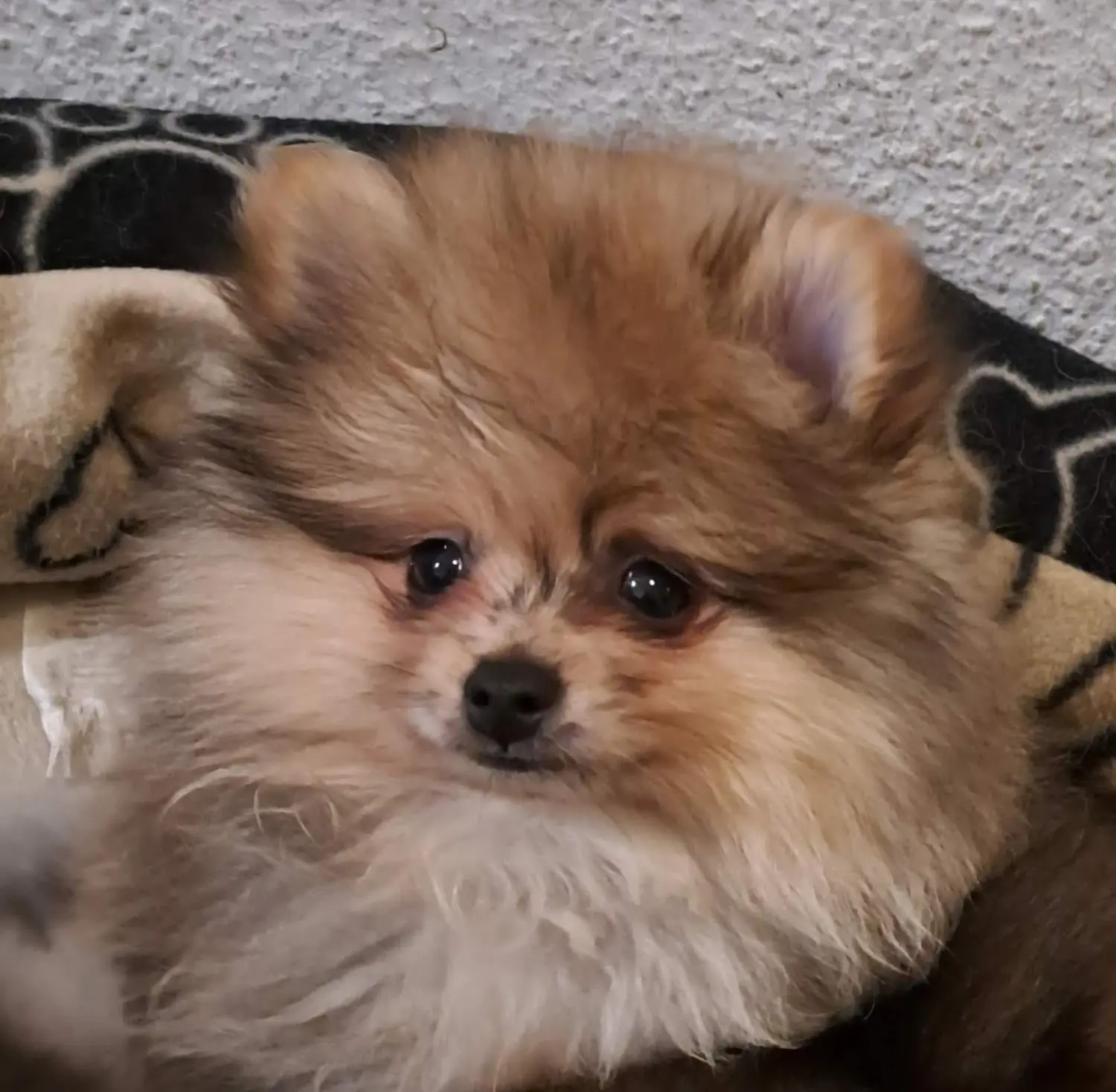 Pomeranianzucht - Hunderasse - Welpen 2022