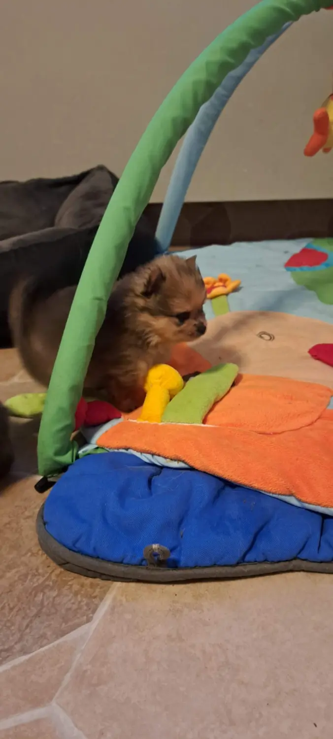 Pomeranianzucht - Hunderasse - Welpen 2022