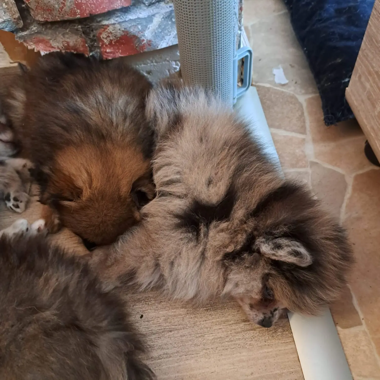 Pomeranianzucht - Hunderasse - Welpen 2022