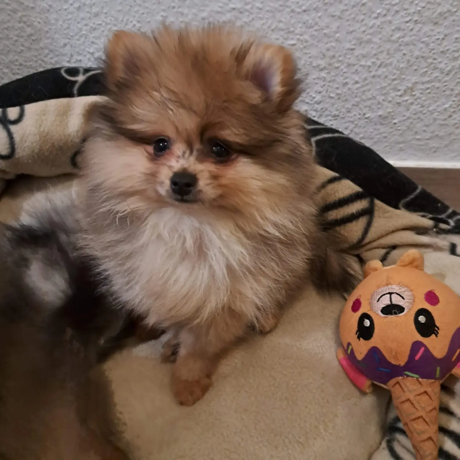 Pomeranianzucht - Hunderasse 