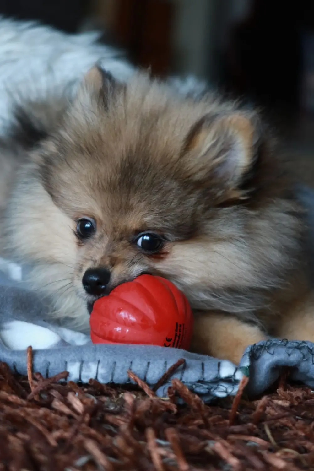 Pomeranianzucht - Hunderasse - Welpen 2022