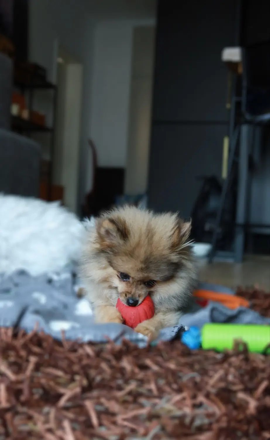 Pomeranianzucht - Hunderasse - Welpen 2022