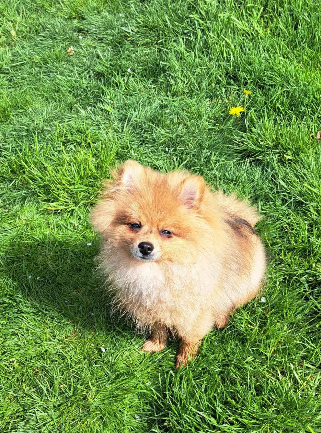 Pomeranianzucht - Hunderasse - Welpen 2022