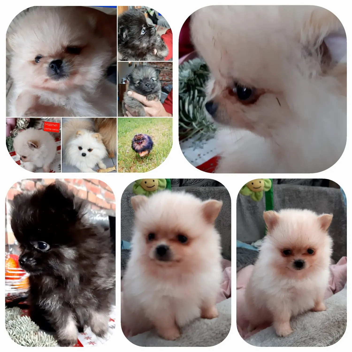 Pomeranianzucht - Hunderasse - Welpen 2022