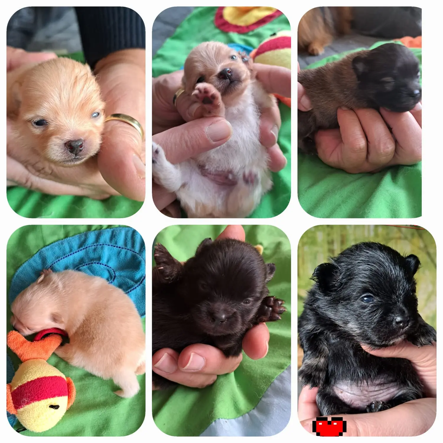 Pomeranianzucht - Hunderasse - Welpen 2022