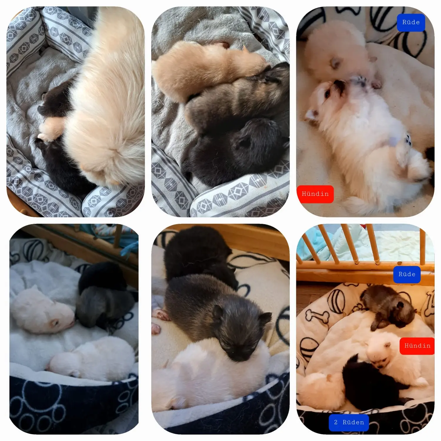 Pomeranianzucht - Hunderasse - Welpen 2022