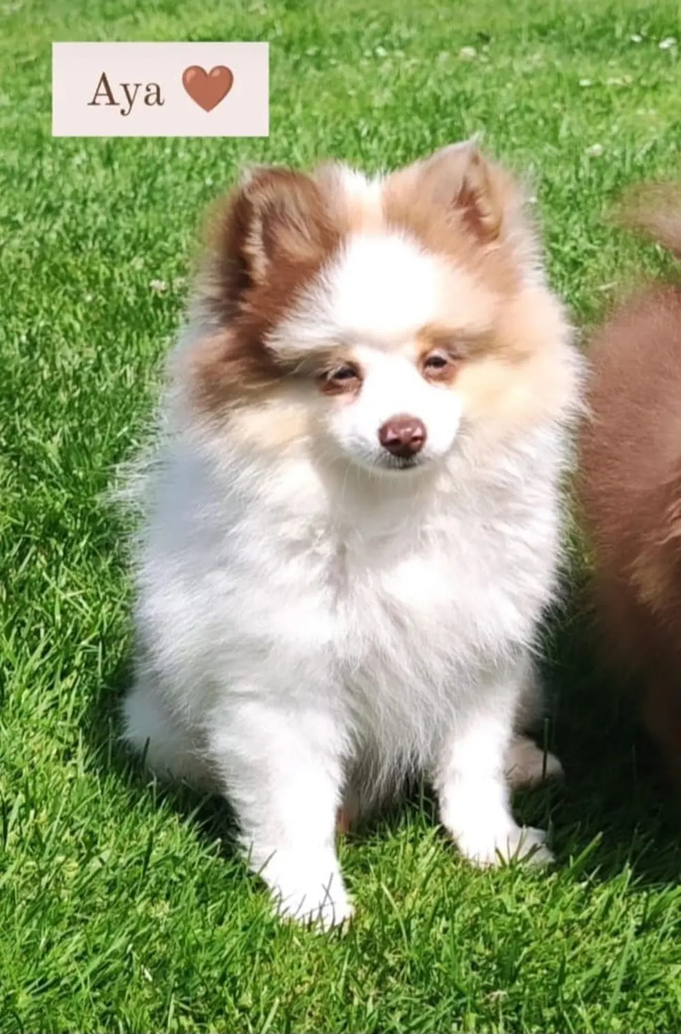 Pomeranianzucht - Hunderasse - Welpen 2024