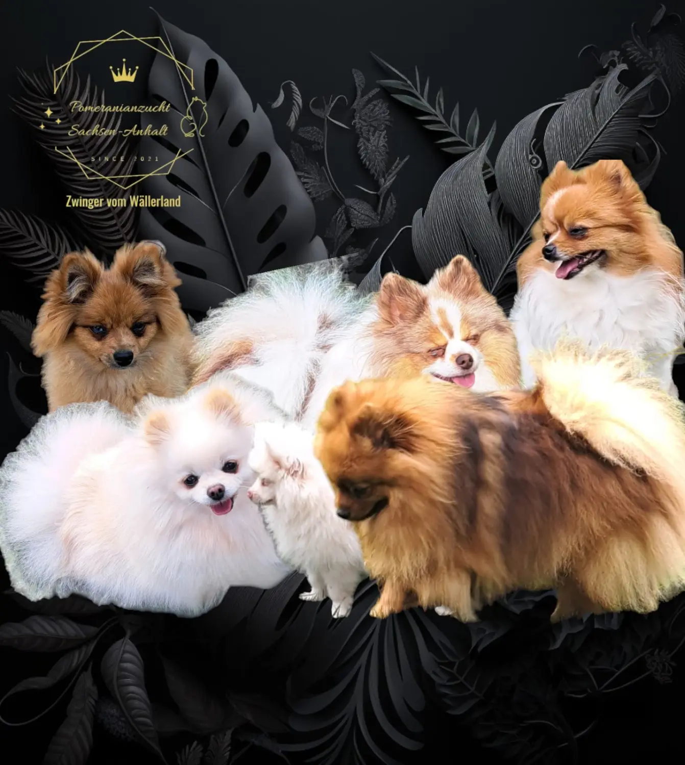 Pomeranianzucht - Hunderasse - Hündinnen