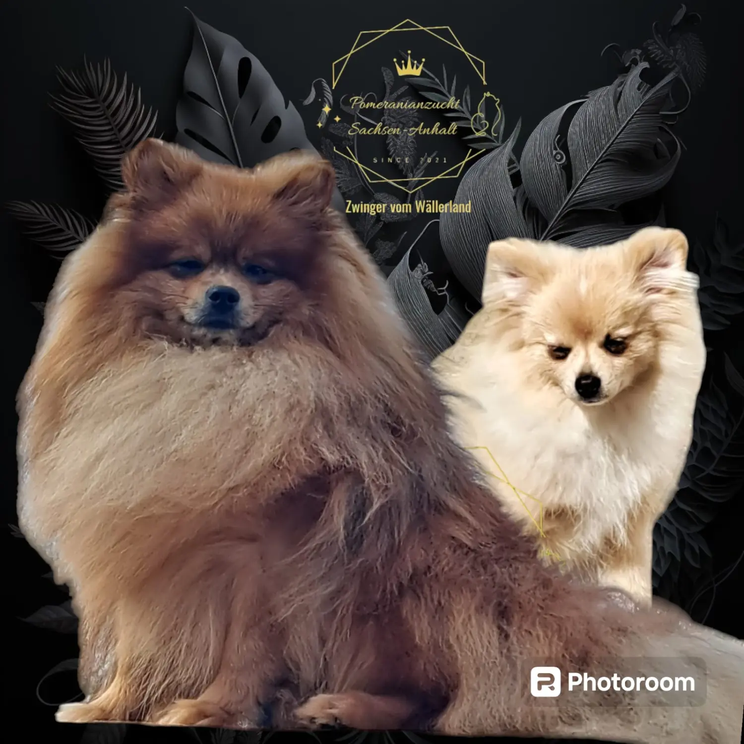 Pomeranianzucht - Hunderasse - Paar
