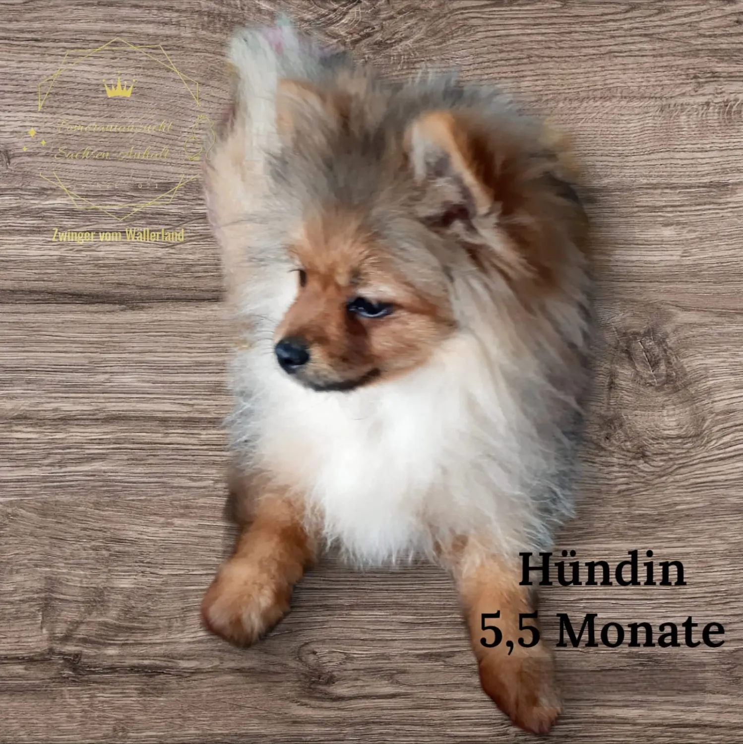 Pomeranianzucht - Hunderasse - Hund