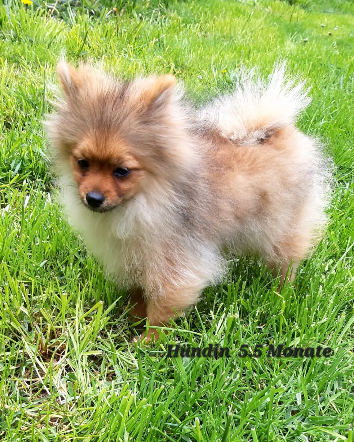 Pomeranianzucht - Hunderasse