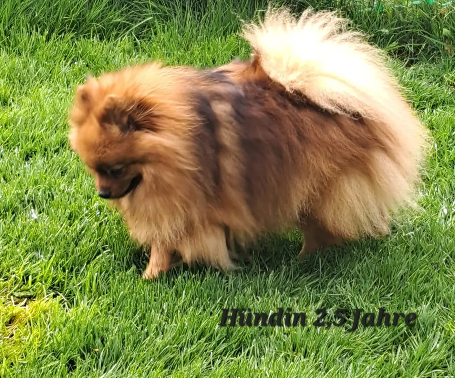 Pomeranianzucht - Hunderasse - Hund