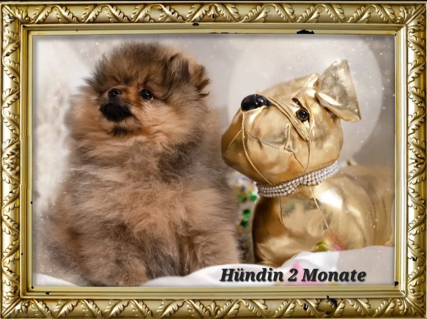 Pomeranianzucht - Hunderasse - Hund