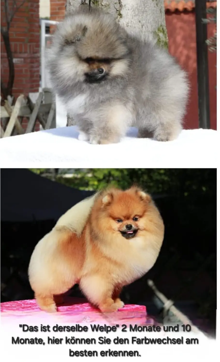 Pomeranianzucht - Hunderasse - Hund