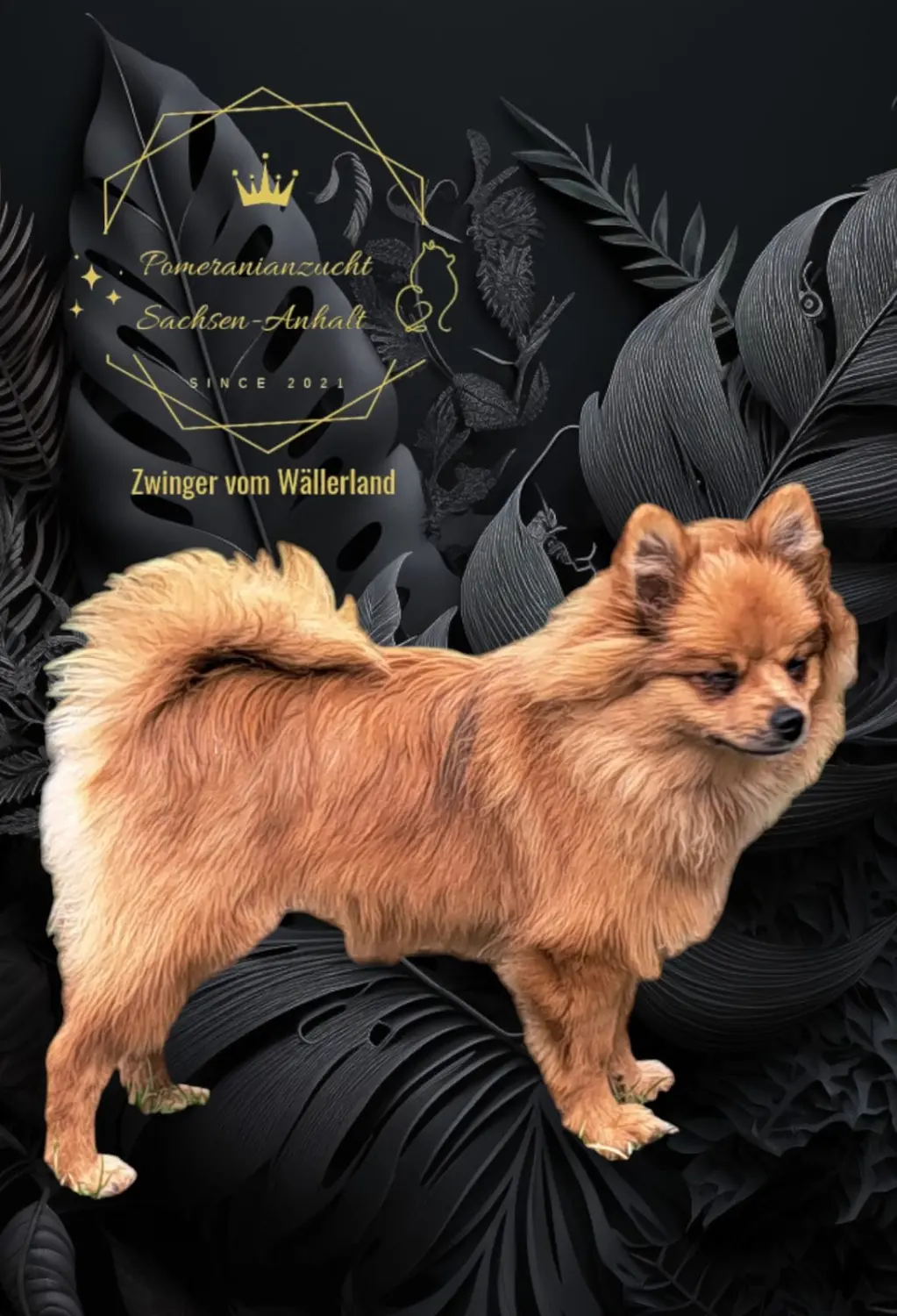 Pomeranianzucht - Hunderasse 