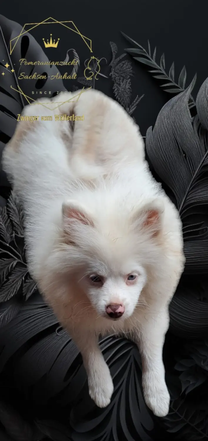 Pomeranianzucht - Hunderasse - Amy