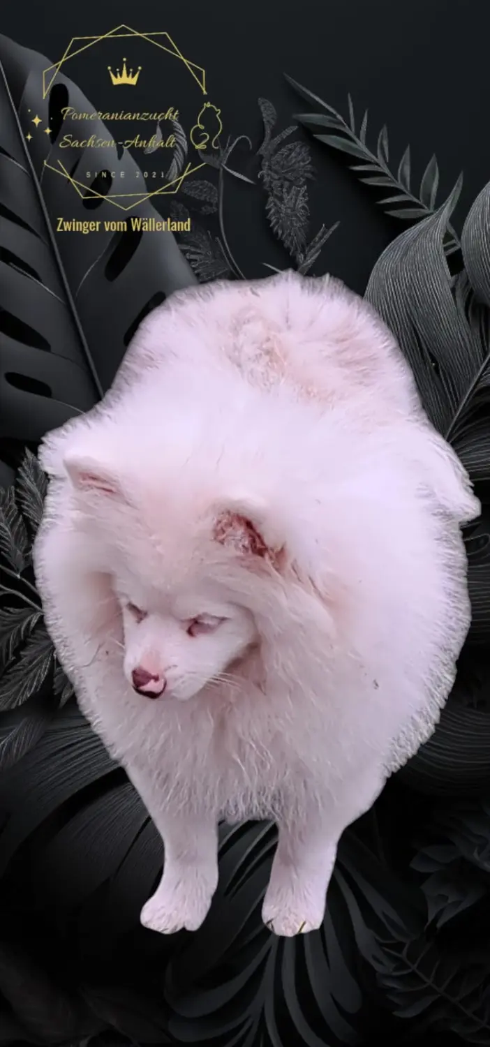 Pomeranianzucht - Hunderasse 
