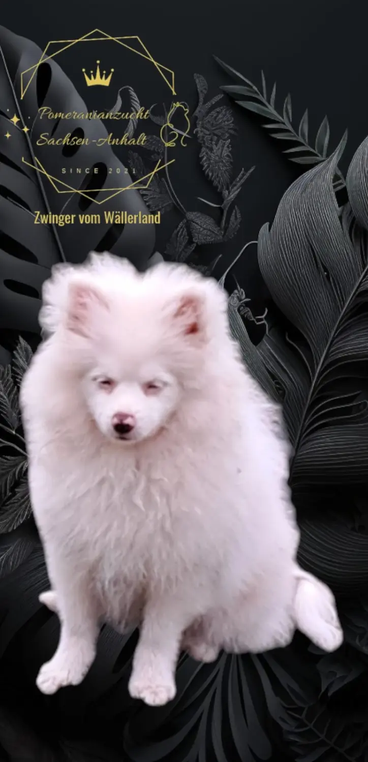 Pomeranianzucht - Hunderasse - Amy