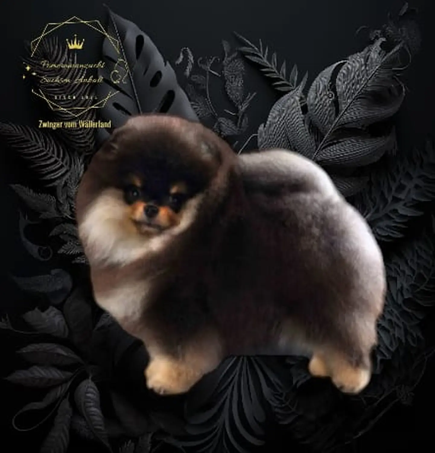 Pomeranianzucht - Hunderasse