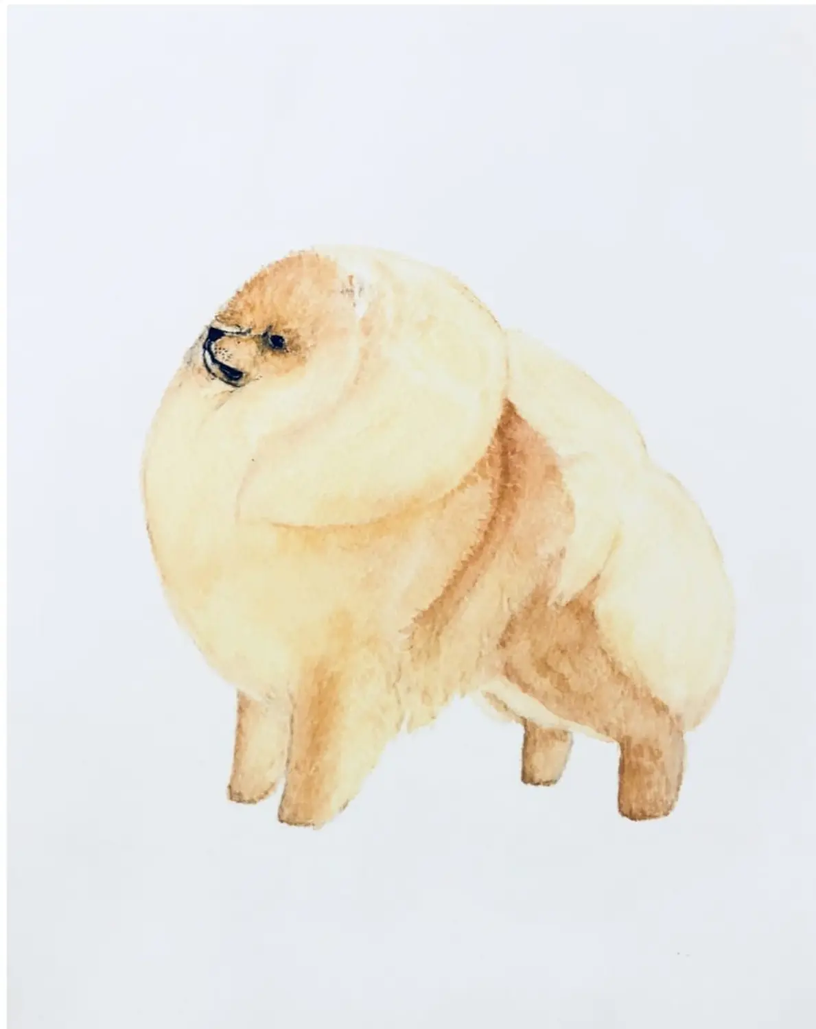 Pomeranianzucht - Hunderasse - Hund